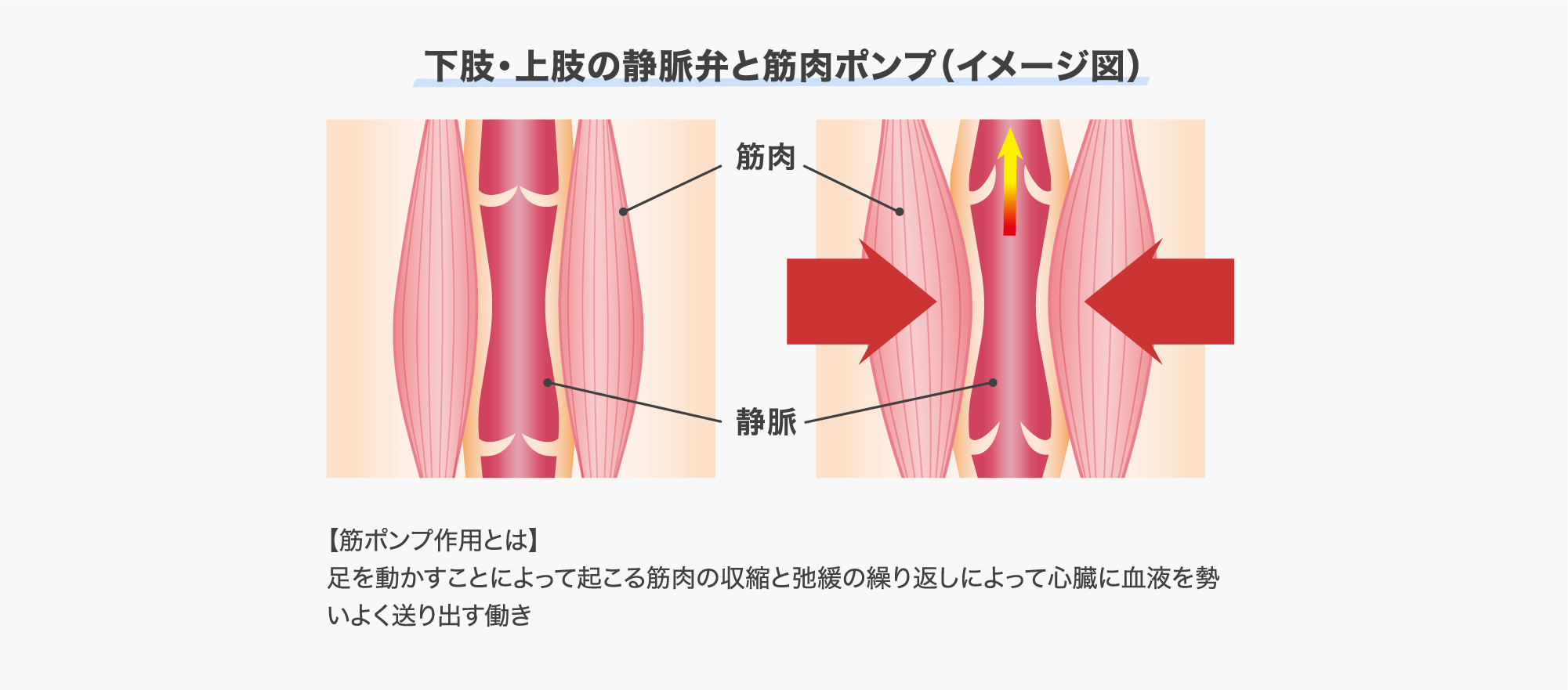 下肢・上肢の静脈弁と筋肉ポンプ（イメージ図）